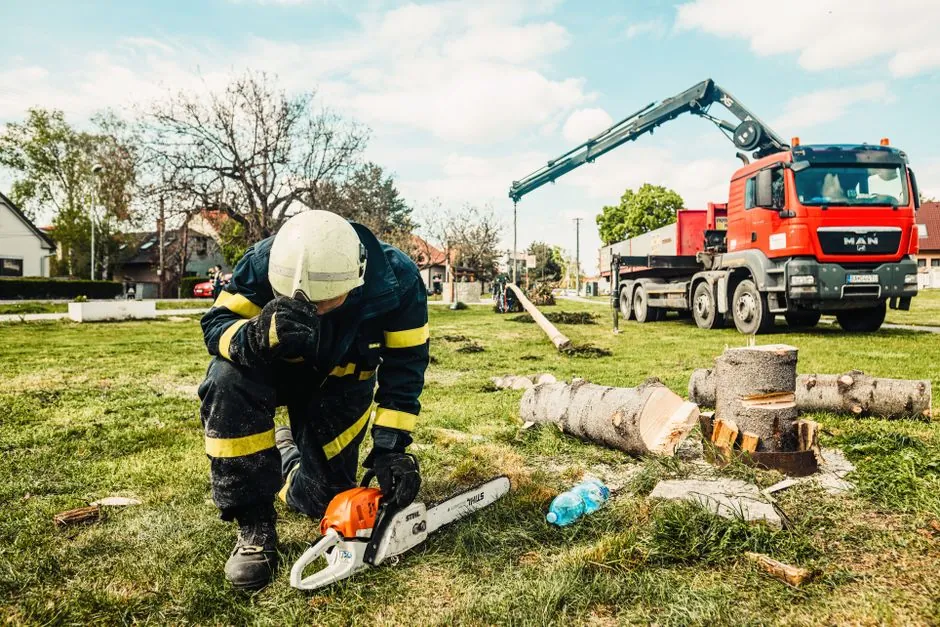 Elagage et taille en hauteur